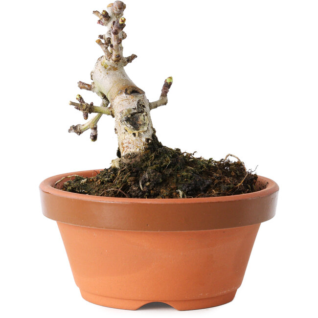 Crataegus cuneata, 8 cm, ± 12 ans