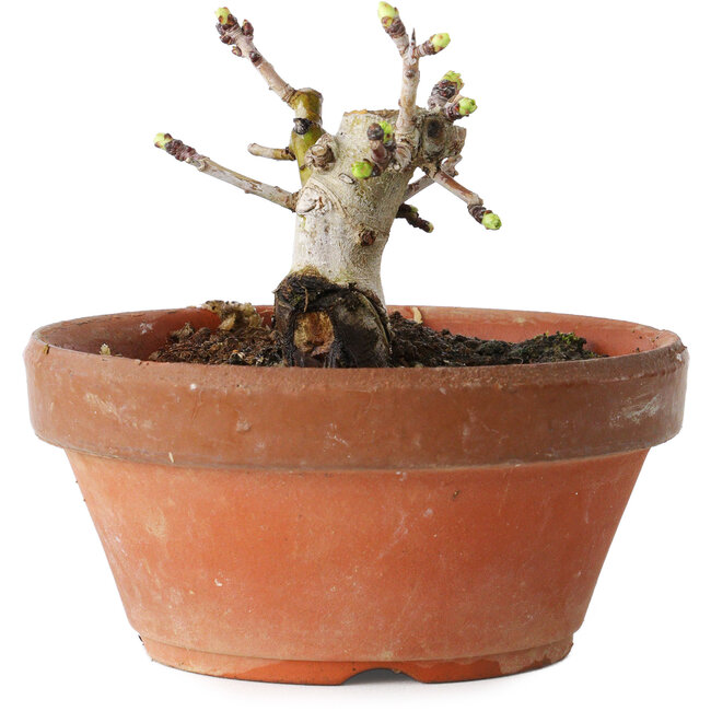 Crataegus cuneata, 8,5 cm, ± 12 anni