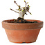Crataegus cuneata, 8,5 cm, ± 12 jaar oud