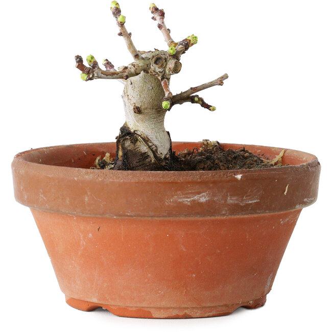 Crataegus cuneata, 8,5 cm, ± 12 anni