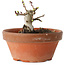 Crataegus cuneata, 8,5 cm, ± 12 jaar oud