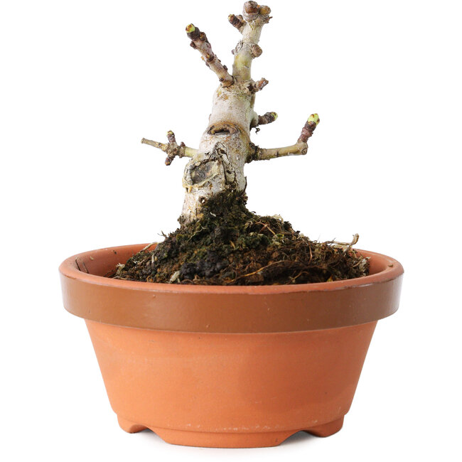 Crataegus cuneata, 8 cm, ± 12 Jahre alt