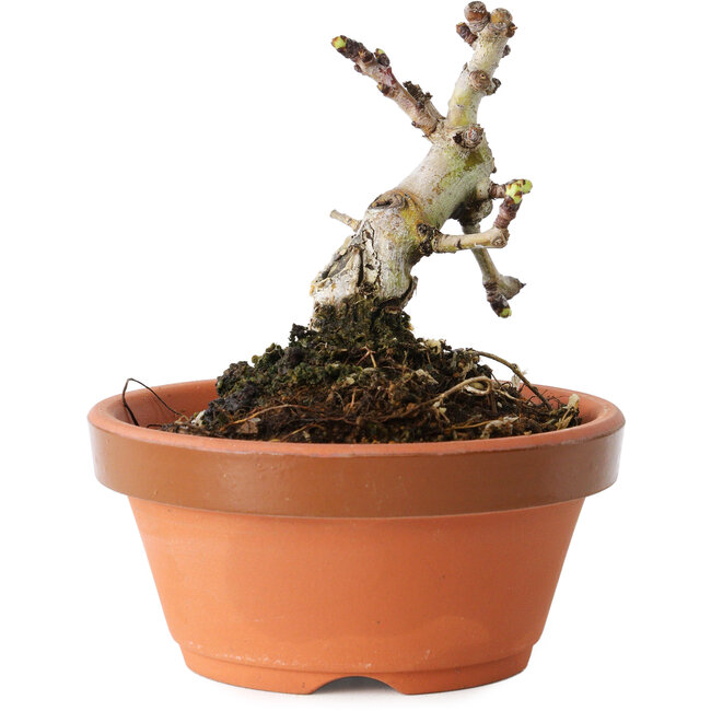 Crataegus cuneata, 8 cm, ± 12 Jahre alt