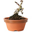 Crataegus cuneata, 8 cm, ± 12 jaar oud