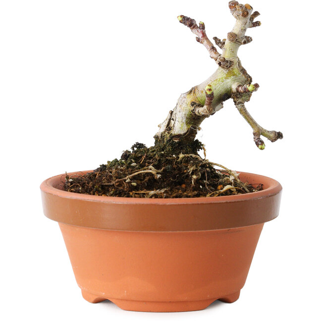 Crataegus cuneata, 8 cm, ± 12 jaar oud