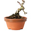 Crataegus cuneata, 8 cm, ± 12 jaar oud
