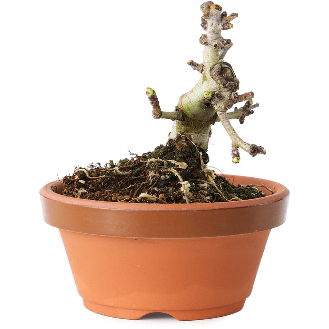 Crataegus cuneata, 8 cm, ± 12 years old