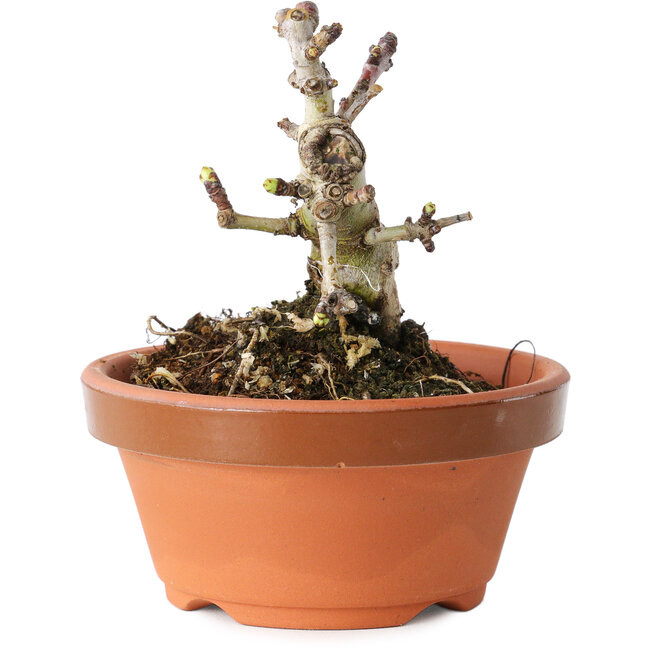 Crataegus cuneata, 8 cm, ± 12 Jahre alt