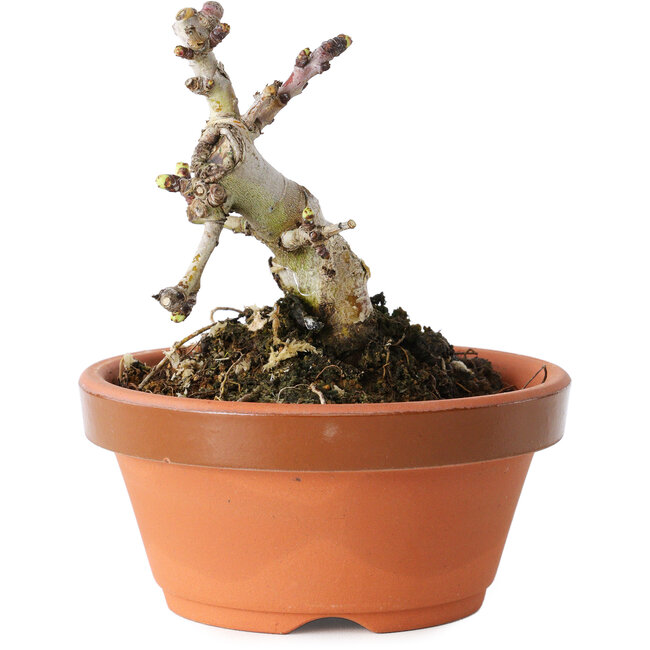 Crataegus cuneata, 8 cm, ± 12 anni