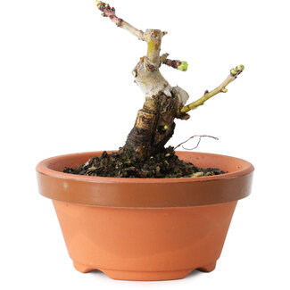 Crataegus cuneata, 8,5 cm, ± 12 jaar oud