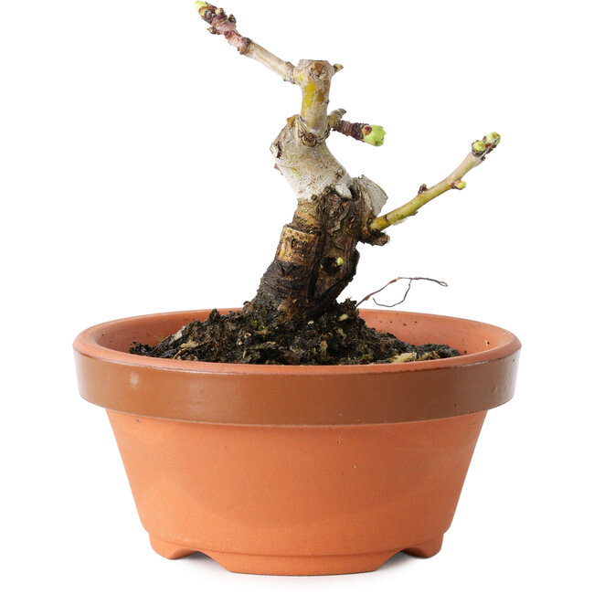 Crataegus cuneata, 8,5 cm, ± 12 jaar oud