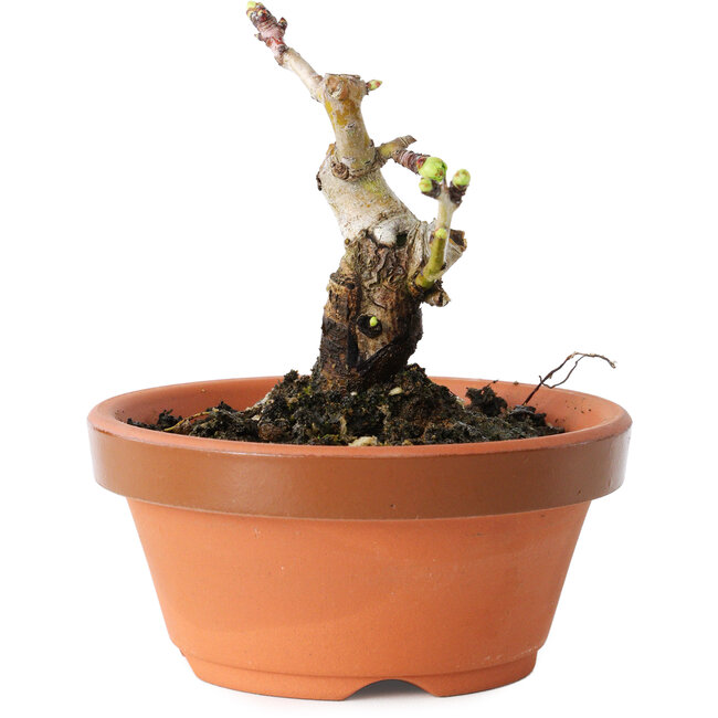 Crataegus cuneata, 8,5 cm, ± 12 anni