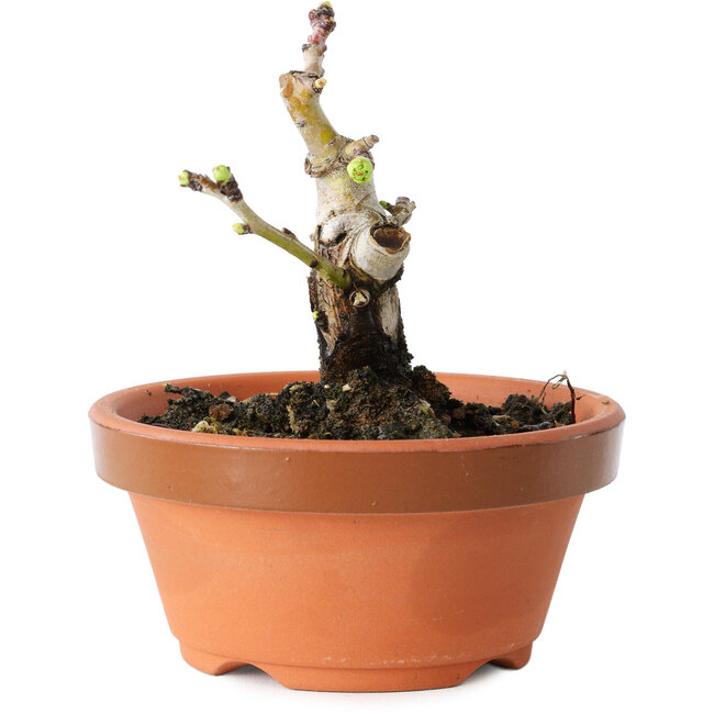 Crataegus cuneata, 8,5 cm, ± 12 jaar oud