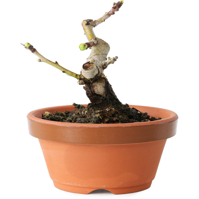 Crataegus cuneata, 8,5 cm, ± 12 ans