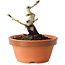 Crataegus cuneata, 8,5 cm, ± 12 ans