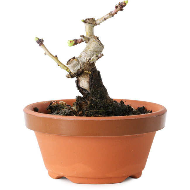 Crataegus cuneata, 8,5 cm, ± 12 jaar oud