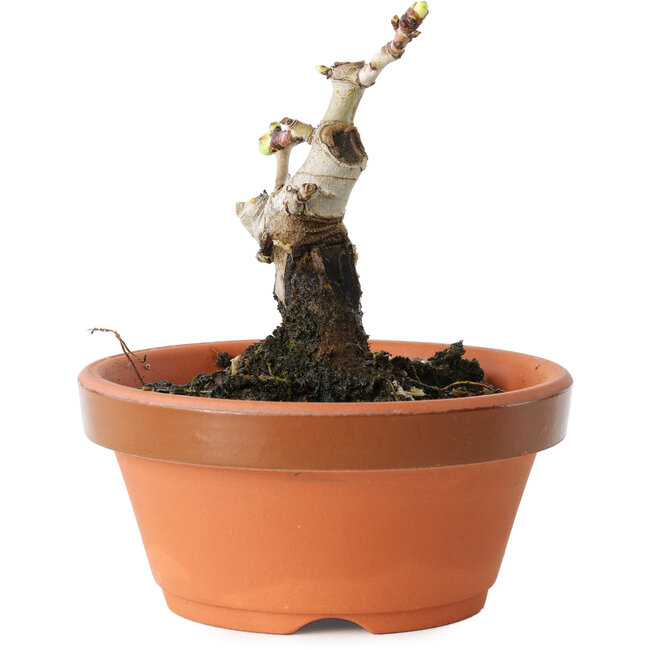 Crataegus cuneata, 8,5 cm, ± 12 anni