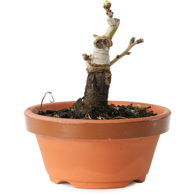 Crataegus cuneata, 8,5 cm, ± 12 ans