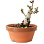 Crataegus cuneata, 9,5 cm, ± 12 jaar oud