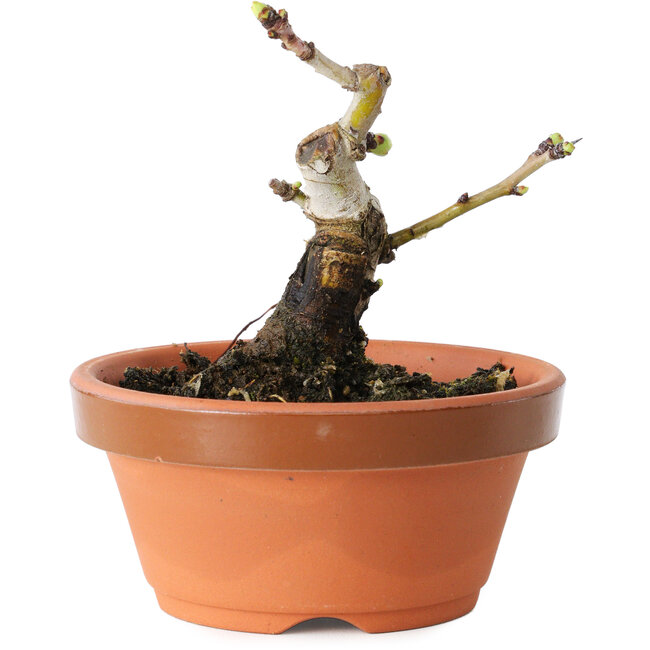 Crataegus cuneata, 8,5 cm, ± 12 años