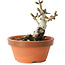Crataegus cuneata, 9,5 cm, ± 12 jaar oud