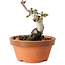 Crataegus cuneata, 9,5 cm, ± 12 jaar oud