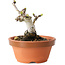 Crataegus cuneata, 9,5 cm, ± 12 jaar oud