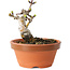 Crataegus cuneata, 9,5 cm, ± 12 jaar oud