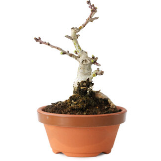 Crataegus cuneata, 12 cm, ± 12 jaar oud