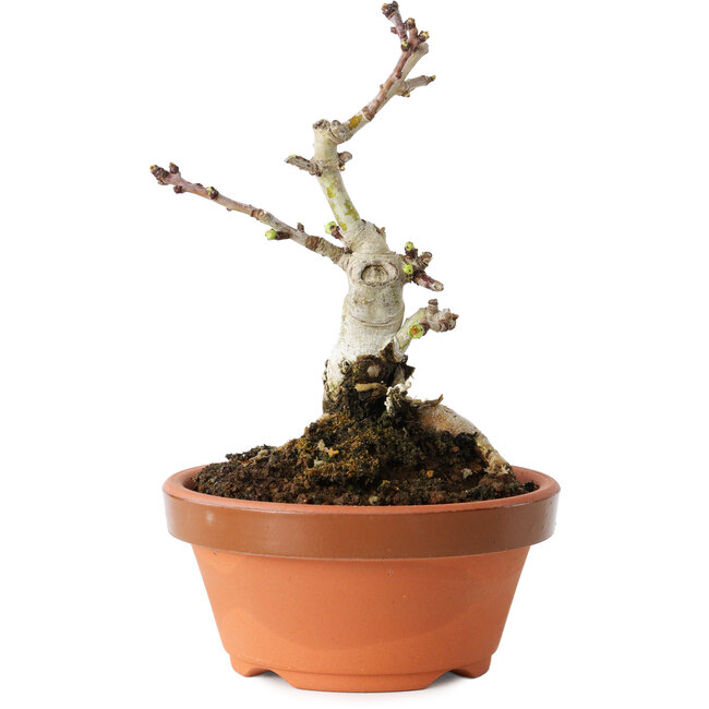 Crataegus cuneata, 12 cm, ± 12 jaar oud