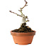 Crataegus cuneata, 12 cm, ± 12 jaar oud