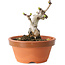 Crataegus cuneata, 9,5 cm, ± 12 jaar oud