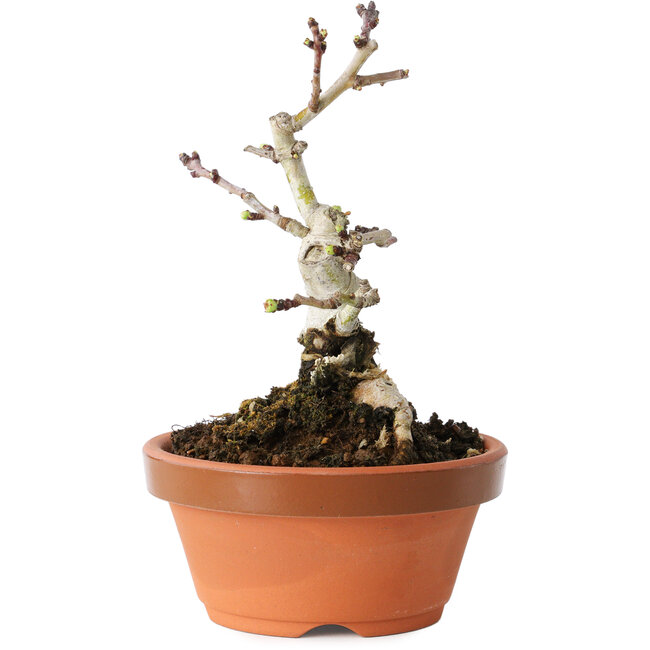 Crataegus cuneata, 12 cm, ± 12 años