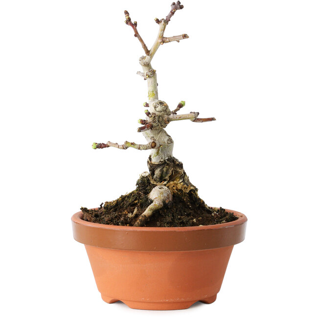 Crataegus cuneata, 12 cm, ± 12 anni