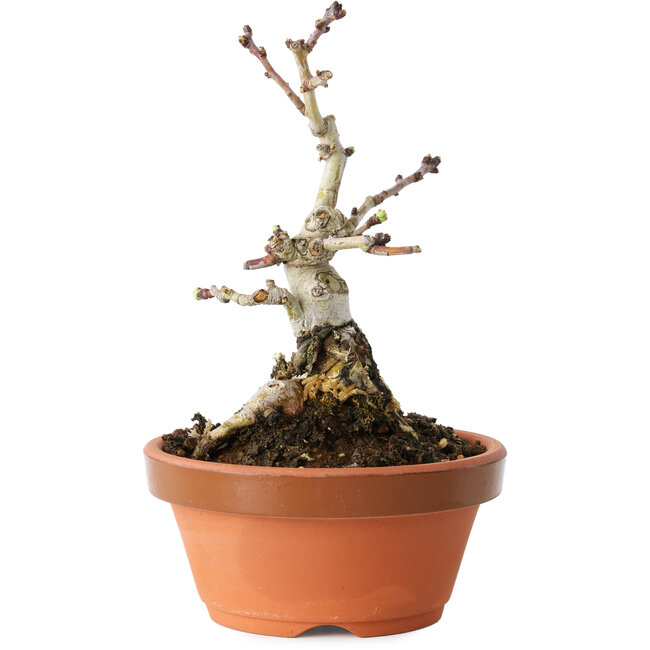 Crataegus cuneata, 12 cm, ± 12 Jahre alt