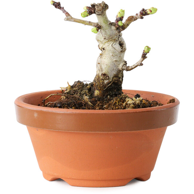 Crataegus cuneata, 6,5 cm, ± 12 jaar oud
