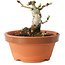 Crataegus cuneata, 6,5 cm, ± 12 jaar oud