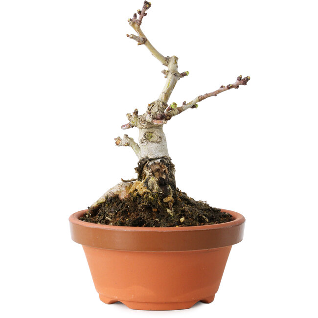 Crataegus cuneata, 12 cm, ± 12 anni