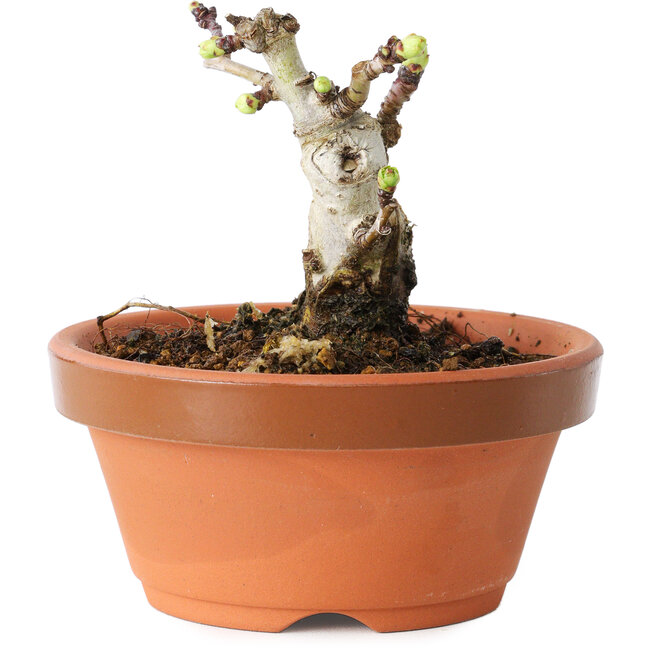 Crataegus cuneata, 6,5 cm, ± 12 ans