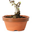 Crataegus cuneata, 6,5 cm, ± 12 jaar oud