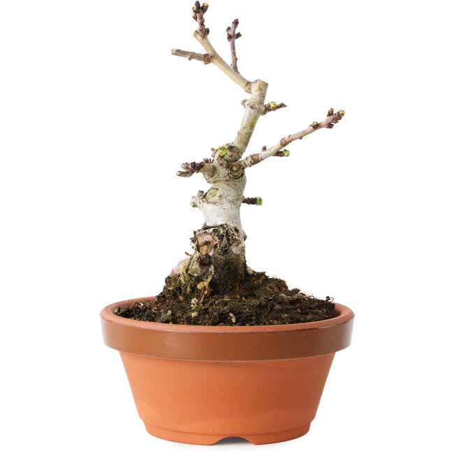 Crataegus cuneata, 12 cm, ± 12 ans