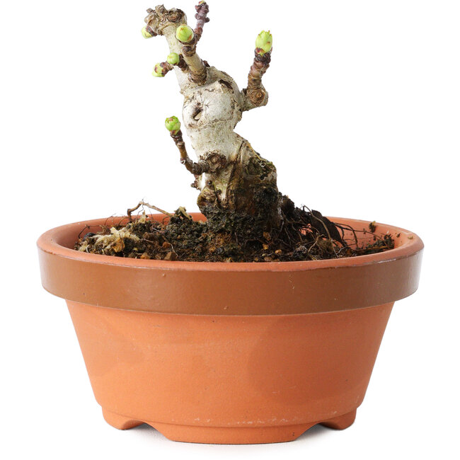 Crataegus cuneata, 6,5 cm, ± 12 Jahre alt