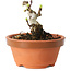 Crataegus cuneata, 6,5 cm, ± 12 jaar oud