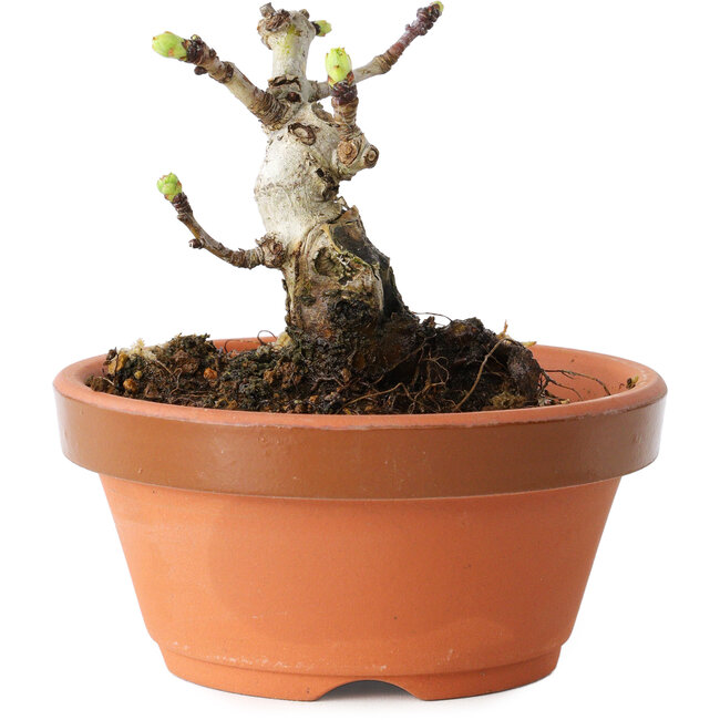 Crataegus cuneata, 6,5 cm, ± 12 years old