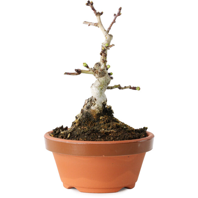 Crataegus cuneata, 12 cm, ± 12 años