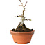 Crataegus cuneata, 12 cm, ± 12 jaar oud