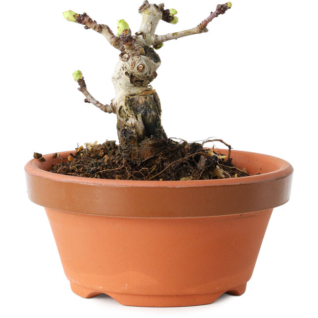 Crataegus cuneata, 6,5 cm, ± 12 años