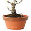 Crataegus cuneata, 6,5 cm, ± 12 jaar oud