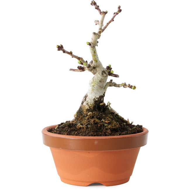 Crataegus cuneata, 12 cm, ± 12 ans