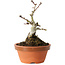 Crataegus cuneata, 12 cm, ± 12 jaar oud